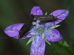 Scythris