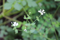 Stellaria cuspidata