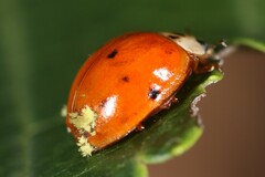 Hesperomyces harmoniae