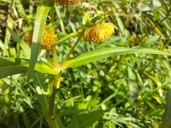 Bidens cernua