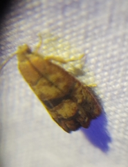 Cydia latiferreana