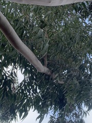 Eucalypteae