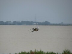 Egretta garzetta × gularis