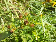 Bidens cernua