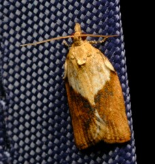 Epiphyas postvittana