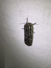Arachnis aulaea