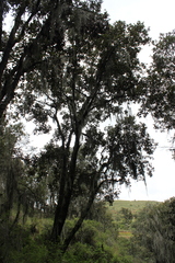 Quercus crassifolia