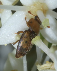 Epuraea