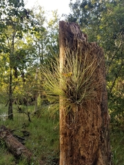 Tillandsia bartramii