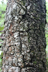 Quercus crassifolia