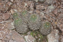 Coryphantha georgii