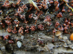 Metatrichia vesparium