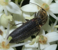 Limonius auripilis