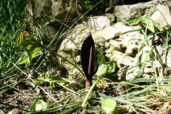 Arum elongatum