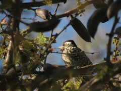 Dryobates mixtus