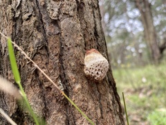Hexagonia vesparia