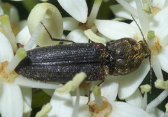 Limonius auripilis
