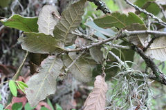 Quercus crassifolia