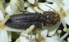 Limonius auripilis