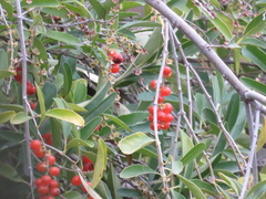 Citharexylum montevidense