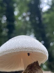 Volvariella bombycina