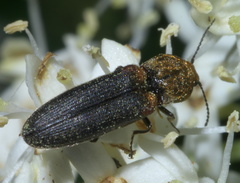 Limonius auripilis