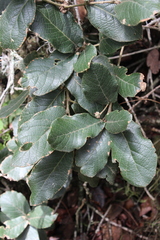 Quercus crassifolia