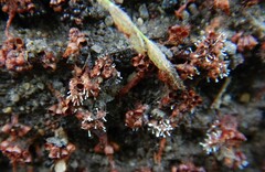 Metatrichia vesparium