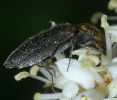 Limonius auripilis