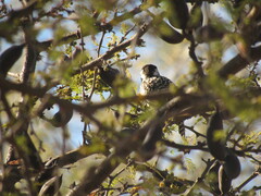 Dryobates mixtus