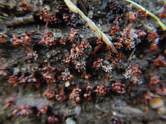 Metatrichia vesparium