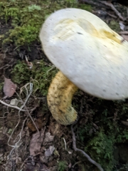 Retiboletus