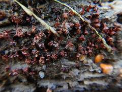 Metatrichia vesparium