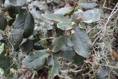 Quercus crassifolia