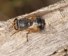 Calliphora dubia
