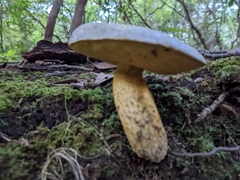 Retiboletus