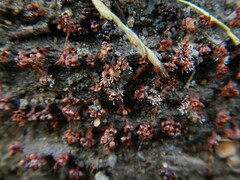 Metatrichia vesparium