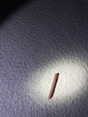 Trigoniulus corallinus