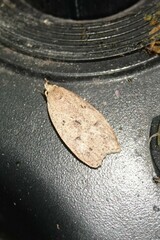 Machimia tentoriferella