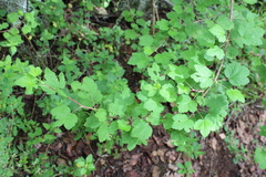 Ribes ciliatum