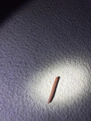 Trigoniulus corallinus