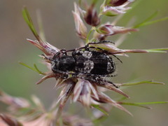 Lamiinae