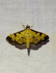 Ategumia ebulealis