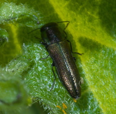 Agrilaxia