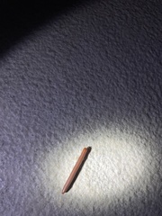 Trigoniulus corallinus