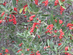 Citharexylum montevidense