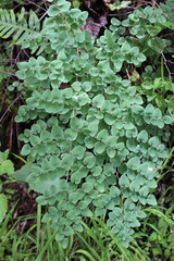 Pellaea cordifolia