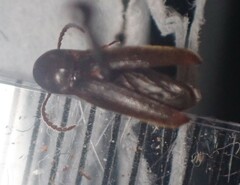 Eucnemidae