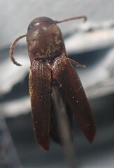 Eucnemidae