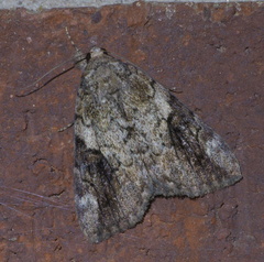 Catocala micronympha